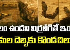 బలం ఉందని విర్రవీగితే ఇంతే.. చీమల దెబ్బకు కొండచిలువ