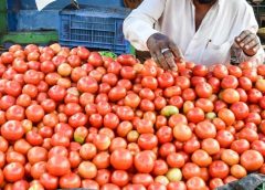 రూ.80కి చేరిన టమాటా