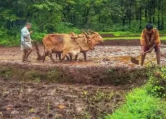 రైతు భరోసా అందకుండానే ముగిసిన సీజన్