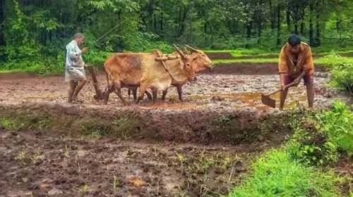 రైతు భరోసా అందకుండానే ముగిసిన సీజన్