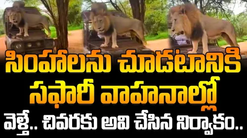 సింహాలను చూడటానికి సఫారీ వాహనాల్లో వెళ్తే..