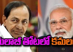 గులాబీ కమలంగా మారుతుందా...