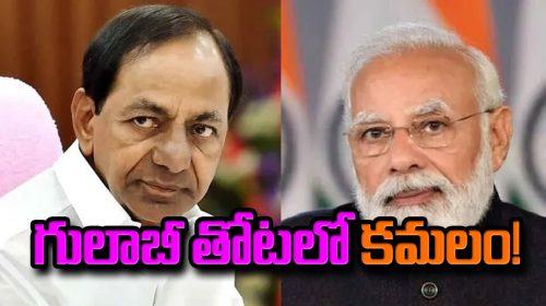 గులాబీ కమలంగా మారుతుందా...