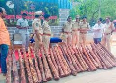 andhra-pradesh-red-sandalwood-thieves