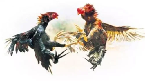 Kakinada-cock fight