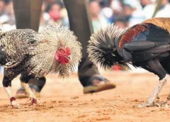 cock-fight