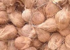 Coconut from Godavari districts is used in Maha Kumbh Mela