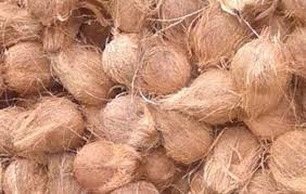 Coconut from Godavari districts is used in Maha Kumbh Mela