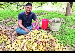 Tension for Gdpapu farmers in Srikakulam