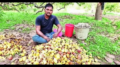 Tension for Gdpapu farmers in Srikakulam