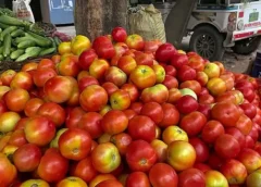 Tomato prices are falling day by day.