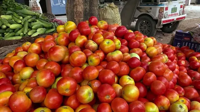 Tomato prices are falling day by day.