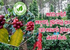 araku coffe అరకు కాఫీకి ఆర్గానిక్ సర్టిఫికేషన్ లభించింది. ఇది ఆదివాసీ రైతులకు ఎంతో మేలు