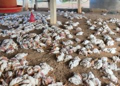 Bird flu scare in Nalgonda