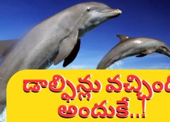 డాల్ఫిన్లు వచ్చింది అందుకే..! Incredible Dolphin Moments