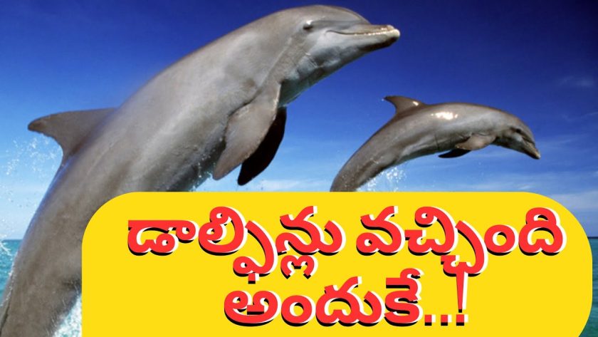 Incredible Dolphin Moments